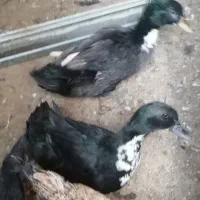 فروش یک جفت اردک