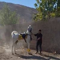 سواری کردن اسب