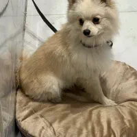 سگ پامر نر|سگ|آستانه اشرفیه, |دیوار