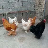 تخم مرغ سبز وبرهما نطفه داروکرک شو وجوجه|حیوانات مزرعه|سیرجان, |دیوار