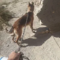 سگ ژرمن|سگ|شیروان (خراسان), |دیوار