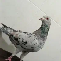 هفرنگ نر هوایی عتیقه|پرنده|بردسکن, |دیوار