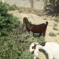 گوسفند