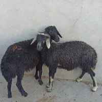 ۲ راس بره دشتی برای نگهداری و پرواری