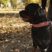 روتوایلر امریکایی