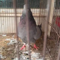 کفتر ماده سبز خطی|پرنده|قم, دروازه چوبی|دیوار