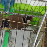 سهره یک ماه قفس|پرنده|بروجرد, |دیوار