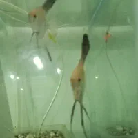 آنجل مولد بلغاری|ماهی|خسروشاه, |دیوار