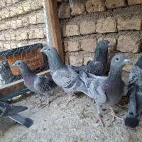 کبوتر پلاکی|پرنده|حبیب آباد, |دیوار