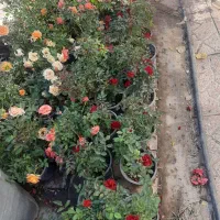 خدمات باغبانی  هرس کاری  بیل زنی|خدمات باغبانی و درختکاری|کرج, فاز ۲ مهرشهر|دیوار