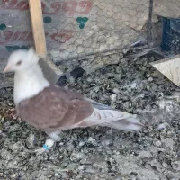 رنگه|پرنده|نیشابور, دارایی|دیوار