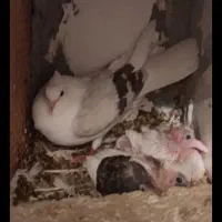 ۷ تا گرده ای