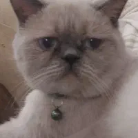 گربه نر سفید|گربه|تهران, گلستان (شهرک راه آهن)|دیوار