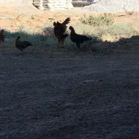 چهار عدد مرغ ویک خروس بومی هست کسی خواست درخدمتونم