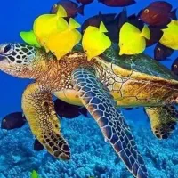 تور گردشگری و تفریحی کیش مرجانی قشم عجایب هفتگانه