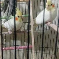فروش ۲عدد جوجه عروس هلندی لوتینو ۵ماهه
