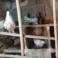 چند تا کفتر تهرانی مفت