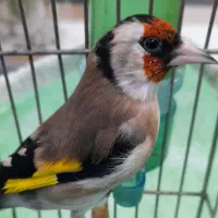 سهره سرسیاه نر دهن زن دوتا جوجه کرمونی|پرنده|شیراز, احمدآباد|دیوار