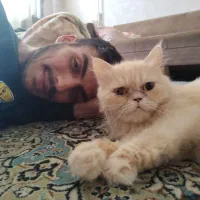 گربه گمشده در جعفری مذهب|حیوانات|رشت, آب و برق|دیوار