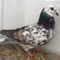 کفتر