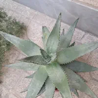 کاکتوس و هاوارتیا و اگاو