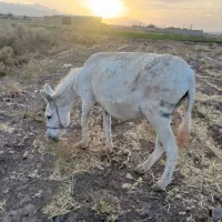 الاغ ماده گله ای