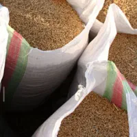 گندم باسیلوا  فرانسوی