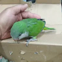 جوجه راهب سرلاکی|پرنده|یزد, |دیوار