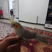 عروس هلندی|پرنده|کرج, شاهین‌ویلا|دیوار