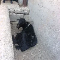 چپشت چاق بز
