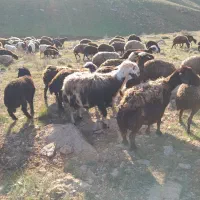 باسلام ی راس قوچ پلنگی خال سیاه