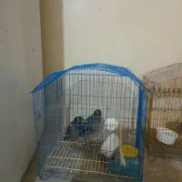 دو عددمرغ مینا