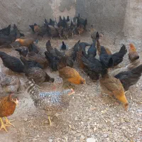 نیمچه محلی