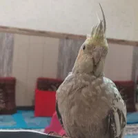 عروس هلندی|پرنده|تفت, |دیوار