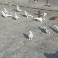 کبوتر پرشی|پرنده|اصفهان, مسجد مصلی|دیوار