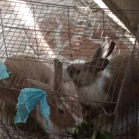 خرگوش|موش و خرگوش|میناب, |دیوار