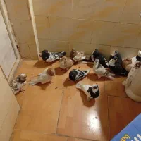 کفتر|پرنده|سرچهان, |دیوار