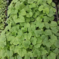 نشاءخیارناگین سالم وآماده کشت