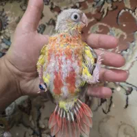 گرینچیک سرلاکی|پرنده|مشهد, تربیت (صدف)|دیوار