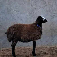 گوسفند ناب و اصیل و دوقلوزا شالی میش بره قوچ|حیوانات مزرعه|شال, |دیوار