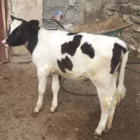 گاو جوان باگوساله ماده|حیوانات مزرعه|ارشق, |دیوار