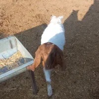 بزغاله شیری