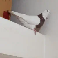 طوقی سرخ نر درشت مست مست|پرنده|رباطکریم, شترخوار|دیوار