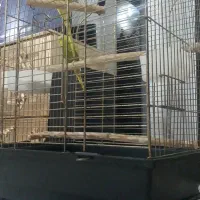 مرغ عشق رام سخنگو|پرنده|رشت, بازار|دیوار