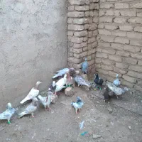 کبوتر|پرنده|قزوین, |دیوار