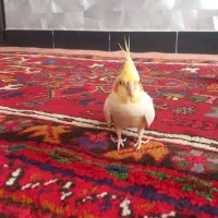 فروش جفت عروس هلندی