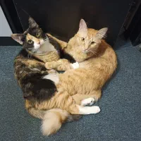 واگذاری رایگان