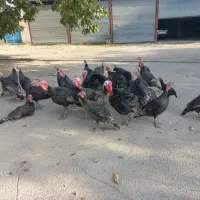 بوقلمون برنز محلی|حیوانات مزرعه|هشتگرد, ینگی امام|دیوار