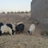 فروش بزغاله درجه یک