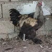 خروس برهما اصل